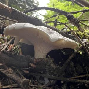 Sweetbread Mushroom