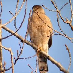 Cooper's Hawk