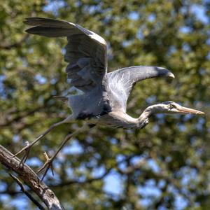 Grey Heron