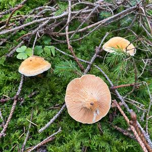 False Chanterelle