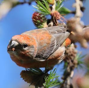 Red Crossbill