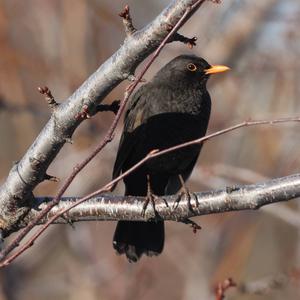 Eurasian Blackbird