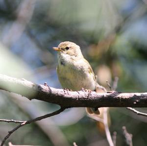 Willow Warbler