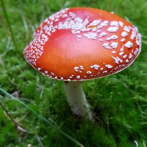 Fly Agaric