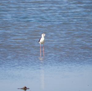 Black-winged Stilt