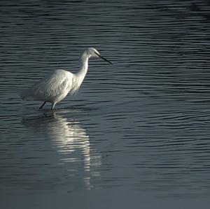 Little Egret