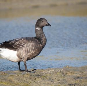 Brent Goose