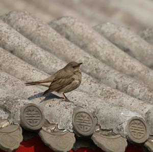 Dusky Thrush