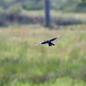 Eurasian Skylark