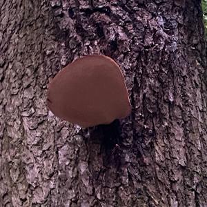 Beefsteak Polypore