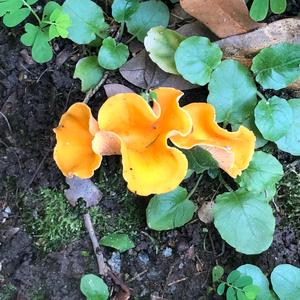 Chanterelle, Common