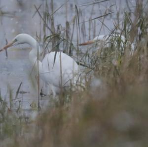 Great Egret