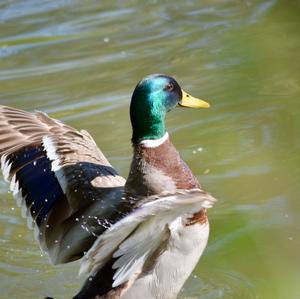 Mallard