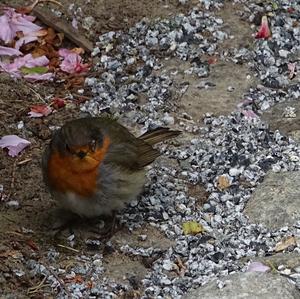 European Robin