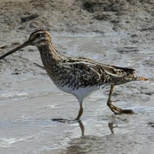 Common Snipe