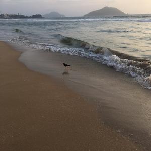 Eurasian Oystercatcher