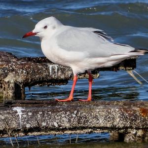 Slender-billed Gull