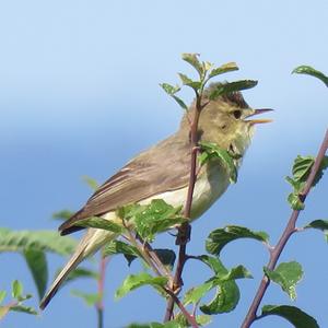 Melodious Warbler