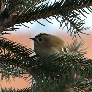 Goldcrest