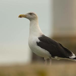 Great Black-backed Gull