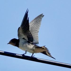 Barn Swallow