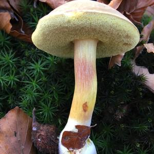 Red-cracked Bolete