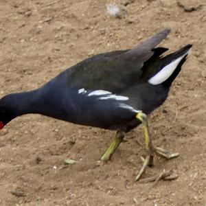 Common Moorhen