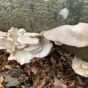 Trumpet Oyster Mushroom