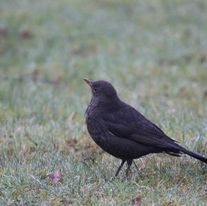 Eurasian Blackbird