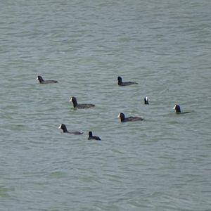 Common Coot