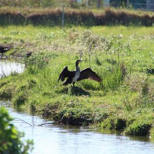 European Shag