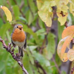 European Robin