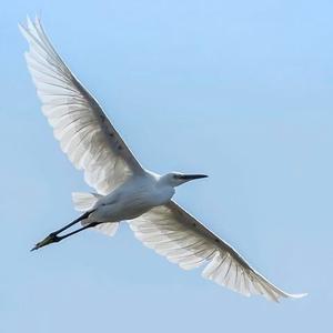 Little Egret