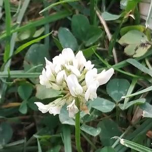 White Clover