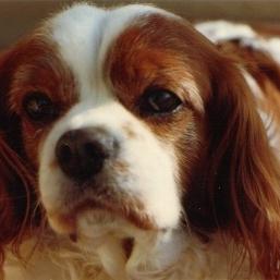 Cavalier King Charles Spaniel