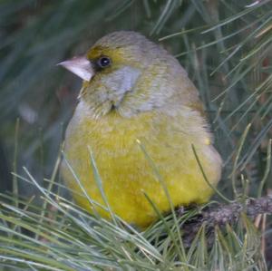 European Greenfinch