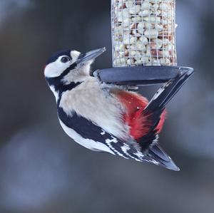 Great Spotted Woodpecker