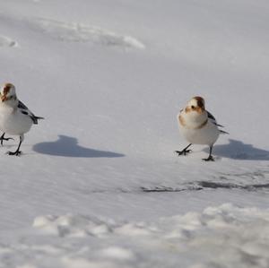 Snow Bunting