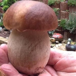 King Bolete