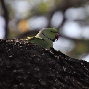 Rose-ringed Parakeet