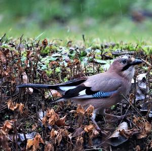 Eurasian Jay