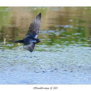 Barn Swallow