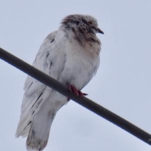 Rock Pigeon