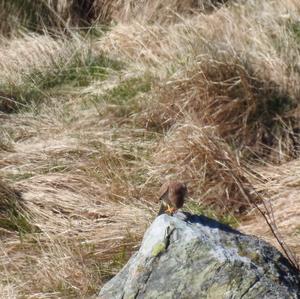 Common Kestrel