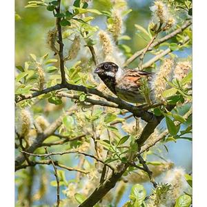 Reed Bunting