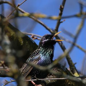 Common Starling