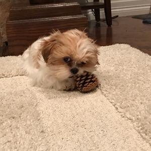 Shih Tzu