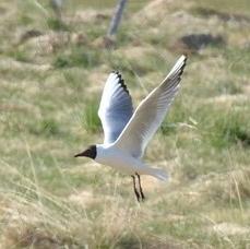 Black-headed Gull