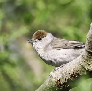 Blackcap