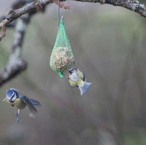 Blue Tit